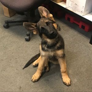 Meet your Posher, Bo